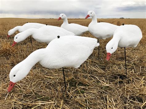 clearance snow goose decoys.